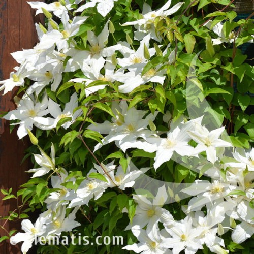 Clematis Roko-Kolla 1.jpg