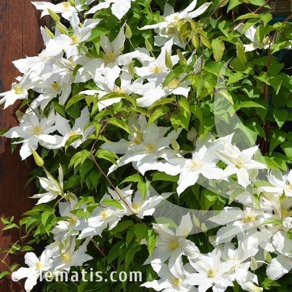 Clematis Roko-Kolla 1.jpg