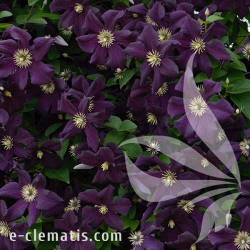 Clematis Romantika 1.jpg