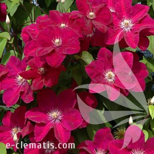 Clematis Rouge Cardinal 1.jpg