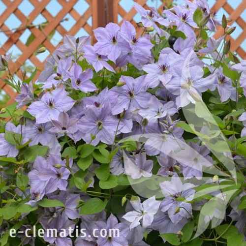 Clematis Skyfall 1.jpg