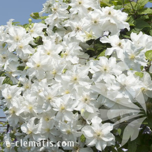 Clematis Snow Storm 1.jpg