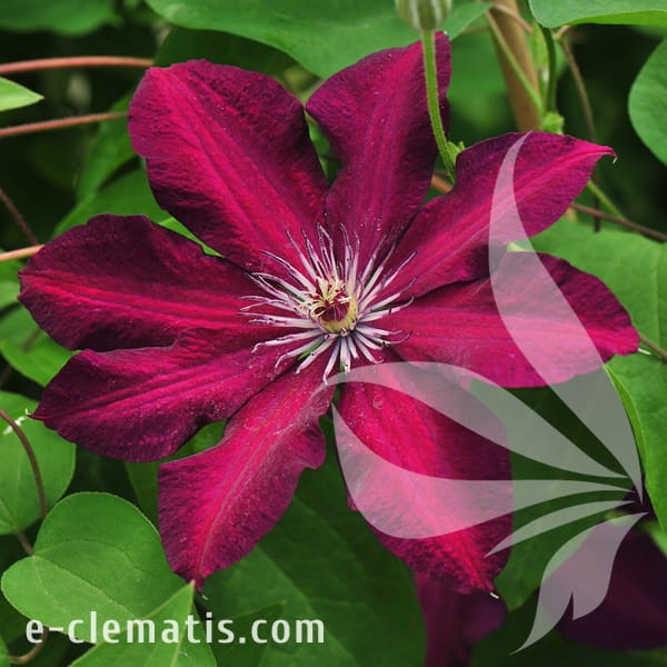 Clematis Stasik.jpg