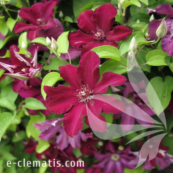 Clematis Stasik 1.jpg