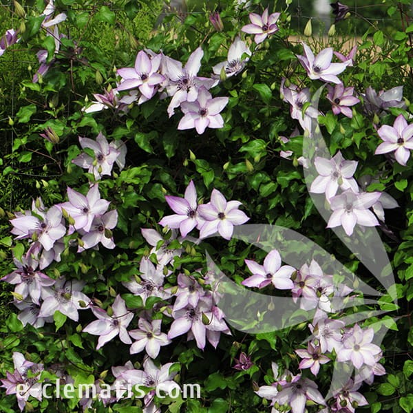 Clematis Utopia 1.jpg