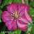Clematis Ville de Lyon.jpg