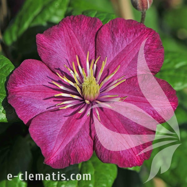 Clematis Ville de Lyon.jpg