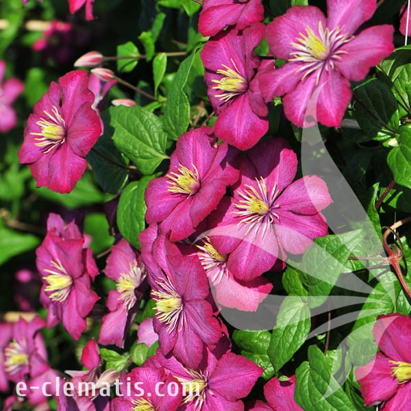 Clematis Ville de Lyon 1.jpg