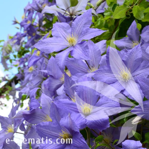 Clematis Vistula 1.jpg