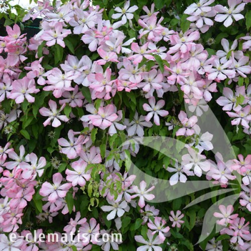 Clematis Ai-Nor 1.jpg