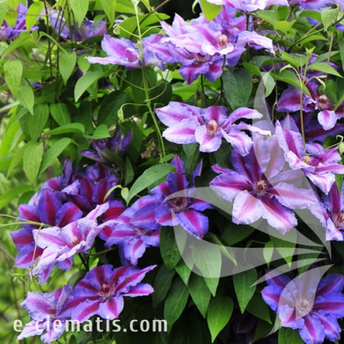 Clematis Akaishi 1.jpg