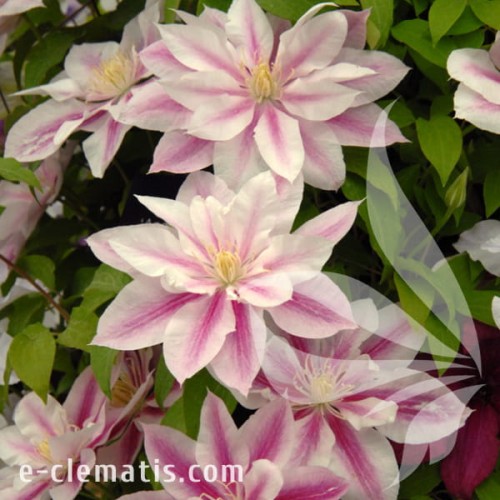 Clematis Andromeda 1.jpg