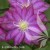 Clematis Asao.jpg