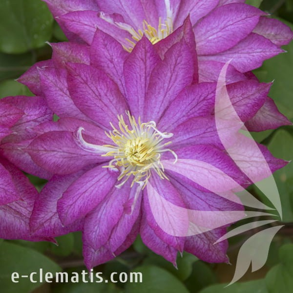 Clematis Asao.jpg
