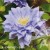 Clematis Azure Ball.jpg