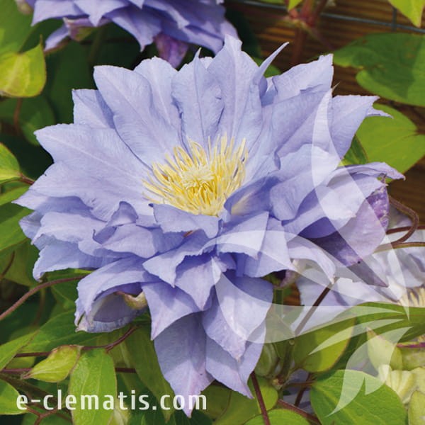 Clematis Azure Ball.jpg