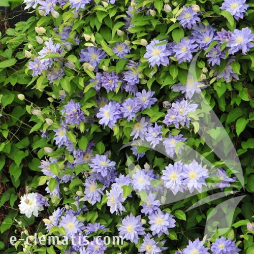 Clematis Azure Ball 1.jpg