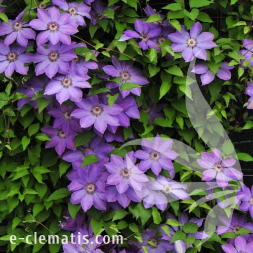 Clematis Bałtyk 1.jpg