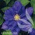 Clematis Beauty of Worcester.jpg
