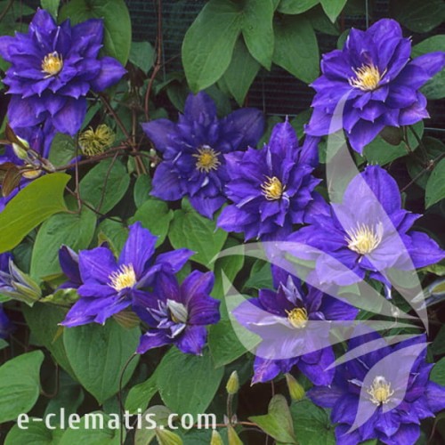 Clematis Beauti of Worcester 1.jpg