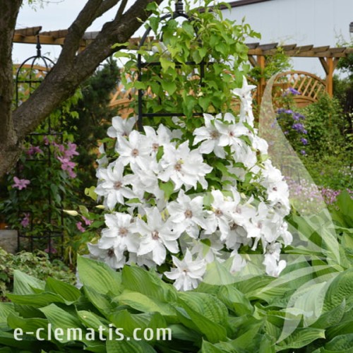 Clematis Beautiful Bride 1.jpg