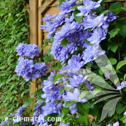 Clematis Blue Explosion 1.jpg
