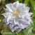 Clematis Chalcedony.jpg