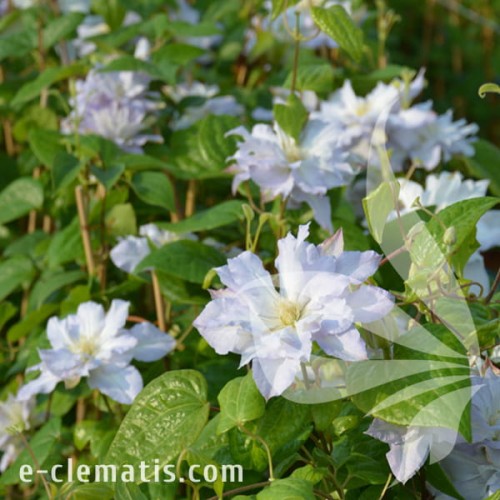 Clematis Chalcedony 1.jpg