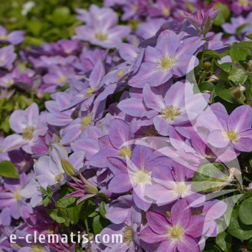 Clematis Change of heart 1.jpg