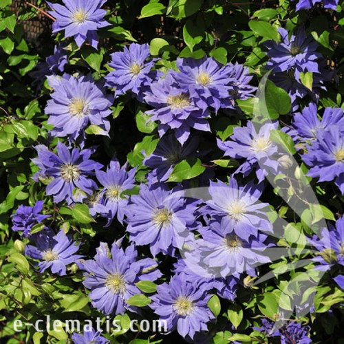 Clematis Copernicus 1.jpg