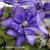 Clematis Daniel Deronda.jpg
