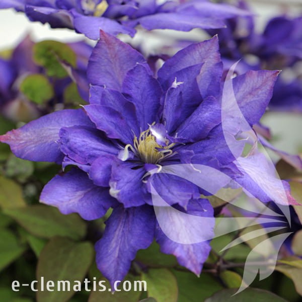 Clematis Daniel Deronda.jpg
