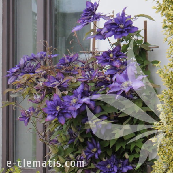 Clematis Daniel Deronda 1.jpg