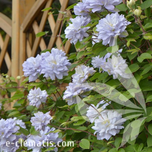 Clematis Diamond Ball 1.jpg