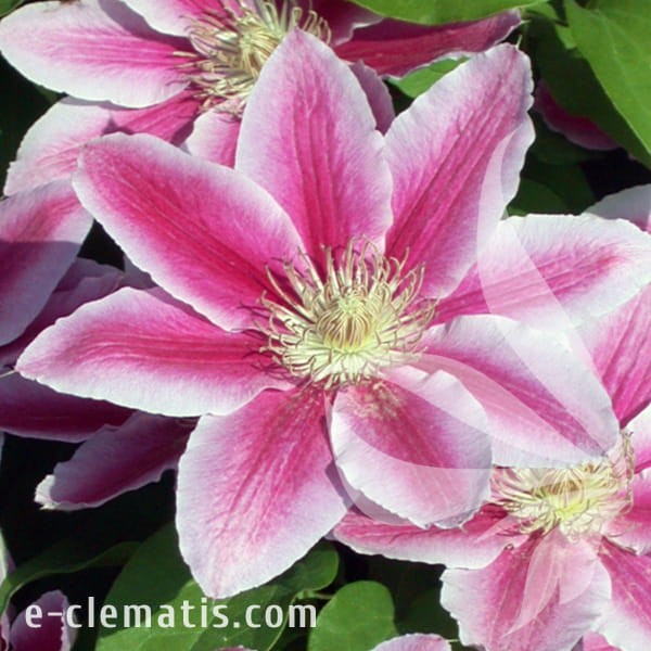 Clematis Doctor Ruppel.jpg