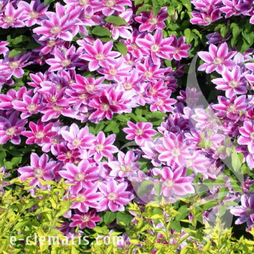 Clematis Doctor Ruppel 1.jpg