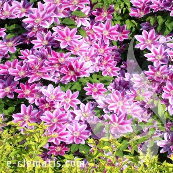 Clematis Doctor Ruppel 1.jpg