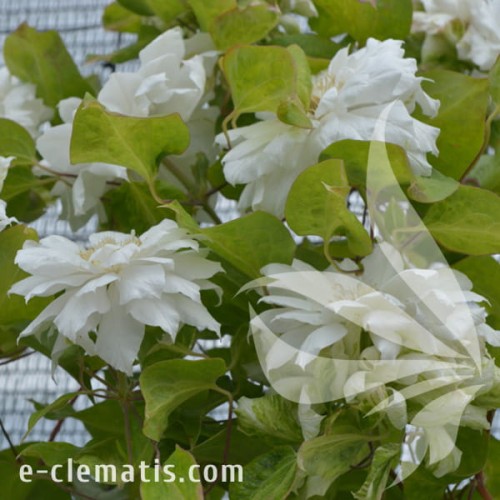 Clematis Duches of Edinburgh 1.jpg