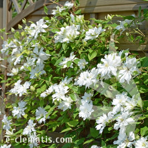 Clematis First Love 1.jpg