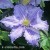 Clematis Fryderyk Chopin.jpg