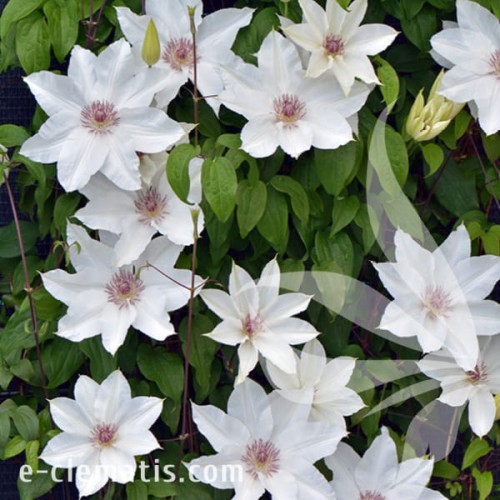 Clematis Fuyu-No-Tabi 1.jpg
