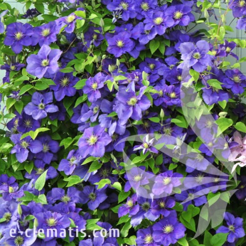 Clematis Generał Sikorki 1.jpg