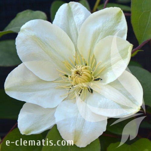 Clematis Guernsey Cream.jpg