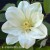 Clematis Guernsey Cream.jpg