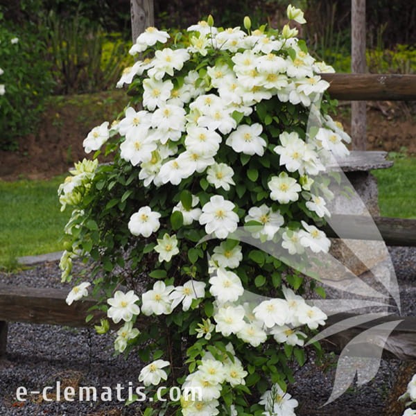 Clematis Guernsey Cream 1.jpg
