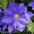 Clematis H. F. Young.jpg