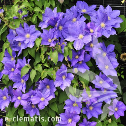 Clematis H. F. Young 1.jpg