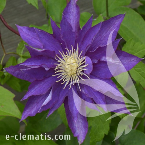 Clematis Hakuookan.jpg