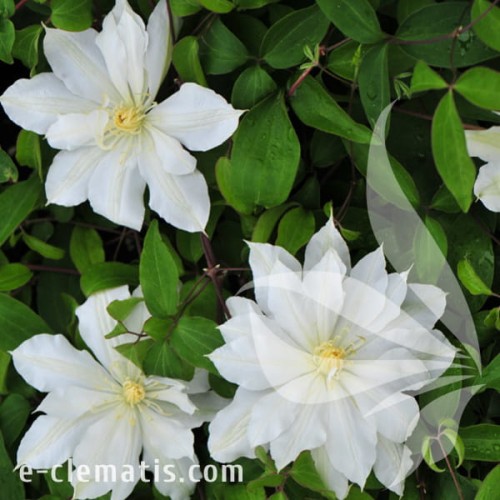 Clematis Halina Noll 1.jpg