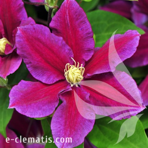 Clematis Hania.jpg
